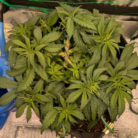 Lemon shining silver haze growlog timeline photo