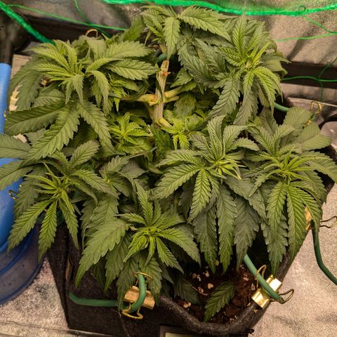Lemon shining silver haze growlog timeline photo