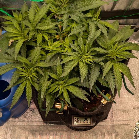 Lemon shining silver haze growlog timeline photo