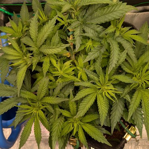 Lemon shining silver haze growlog timeline photo