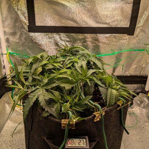 Lemon shining silver haze growlog timeline photo