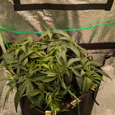 Lemon shining silver haze growlog timeline photo