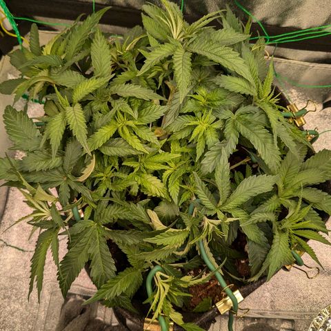 Lemon shining silver haze growlog timeline photo