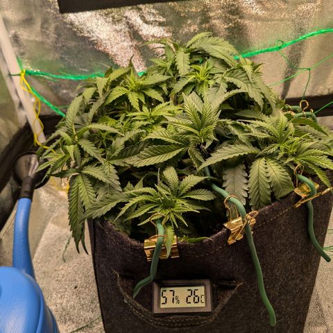 Lemon shining silver haze growlog timeline photo
