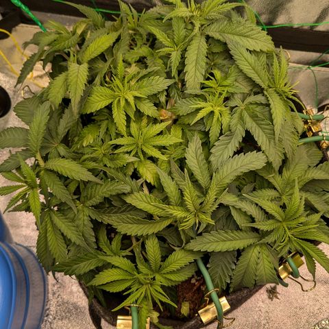 Lemon shining silver haze growlog timeline photo