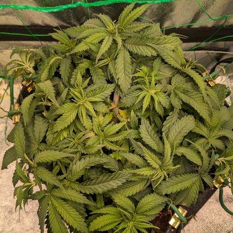 Lemon shining silver haze growlog timeline photo
