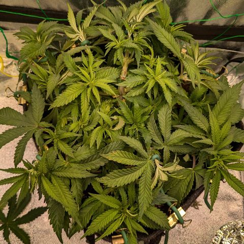 Lemon shining silver haze growlog timeline photo