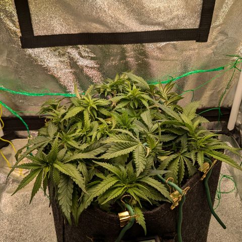 Lemon shining silver haze growlog timeline photo