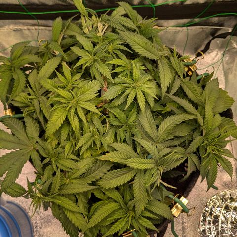 Lemon shining silver haze growlog timeline photo