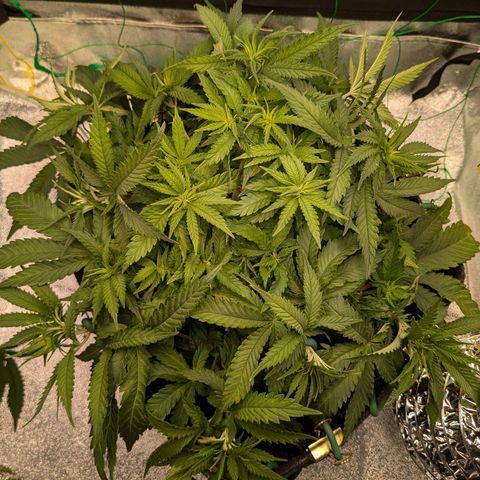 Lemon shining silver haze growlog timeline photo