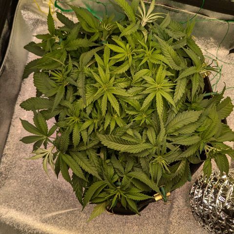 Lemon shining silver haze growlog timeline photo