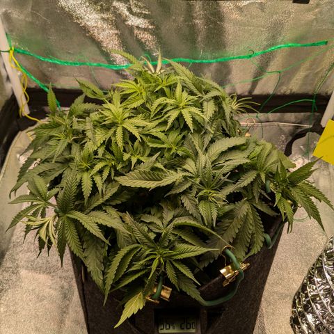 Lemon shining silver haze growlog timeline photo