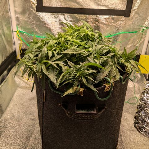 Lemon shining silver haze growlog timeline photo