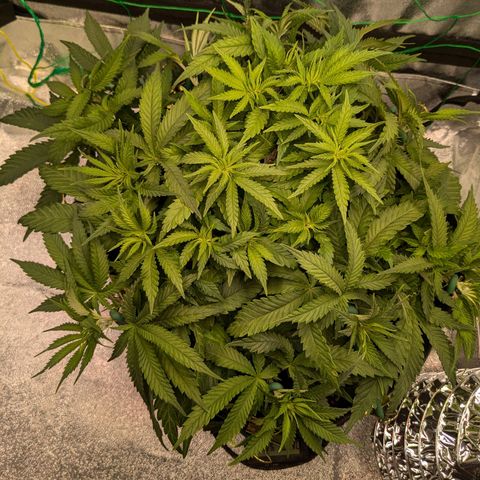 Lemon shining silver haze growlog timeline photo