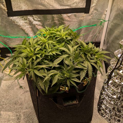 Lemon shining silver haze growlog timeline photo