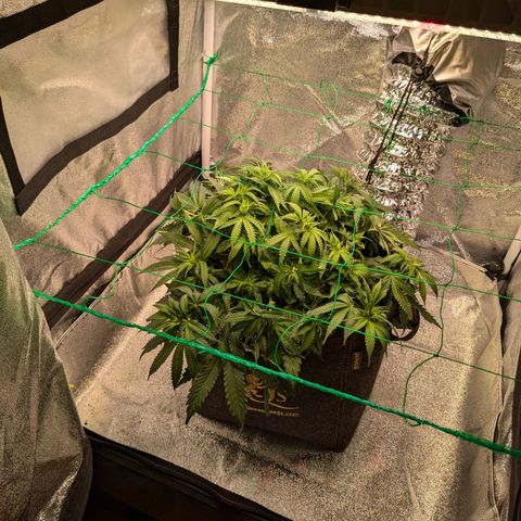 Lemon shining silver haze growlog timeline photo