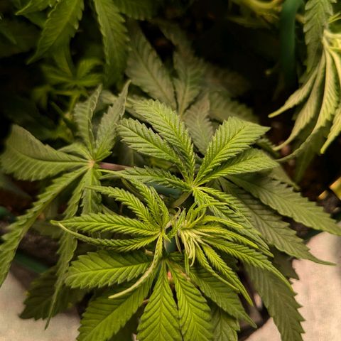 Lemon shining silver haze growlog timeline photo