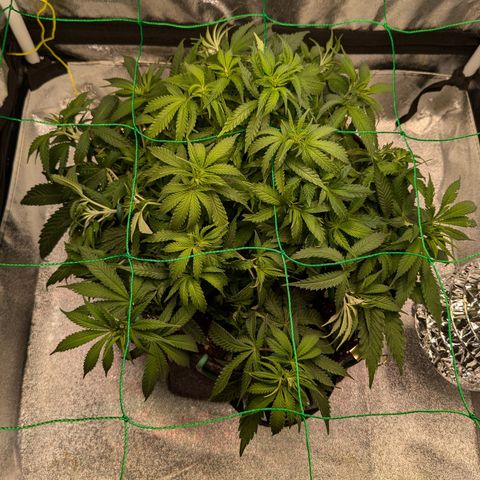 Lemon shining silver haze growlog timeline photo