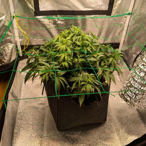 Lemon shining silver haze growlog timeline photo