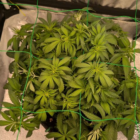 Lemon shining silver haze growlog timeline photo