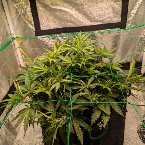 Lemon shining silver haze growlog timeline photo
