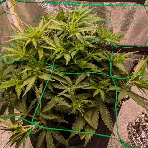 Lemon shining silver haze growlog timeline photo