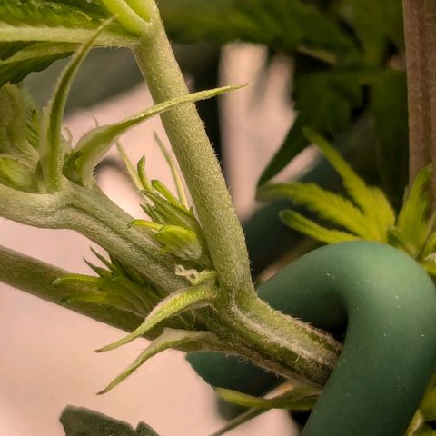 Lemon shining silver haze growlog timeline photo