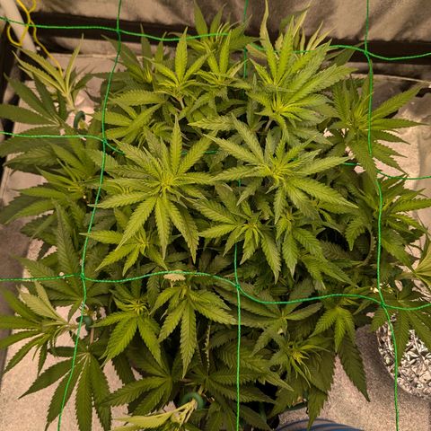 Lemon shining silver haze growlog timeline photo