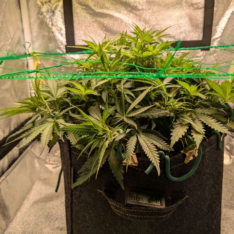 Lemon shining silver haze growlog timeline photo
