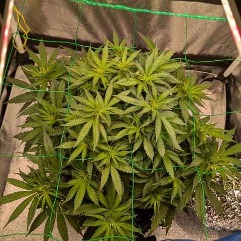 Lemon shining silver haze growlog timeline photo