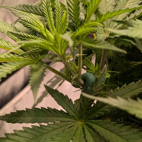 Lemon shining silver haze growlog timeline photo