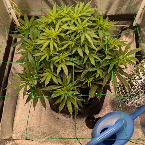 Lemon shining silver haze growlog timeline photo