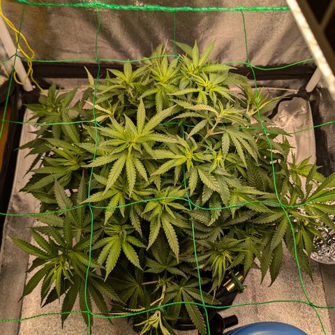 Lemon shining silver haze growlog timeline photo