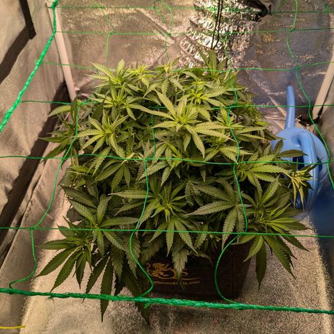 Lemon shining silver haze growlog timeline photo