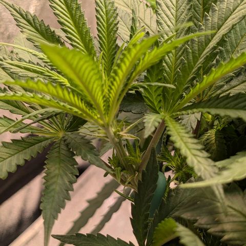 Lemon shining silver haze growlog timeline photo