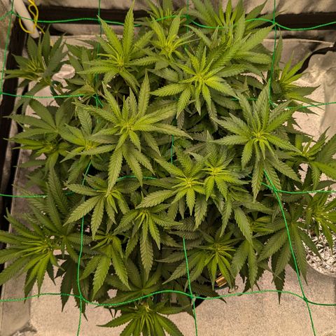 Lemon shining silver haze growlog timeline photo