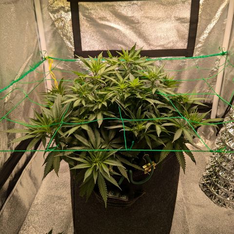 Lemon shining silver haze growlog timeline photo