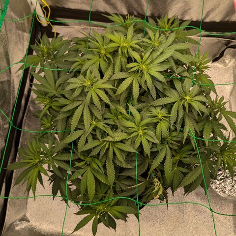 Lemon shining silver haze growlog timeline photo
