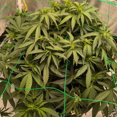 Lemon shining silver haze growlog timeline photo
