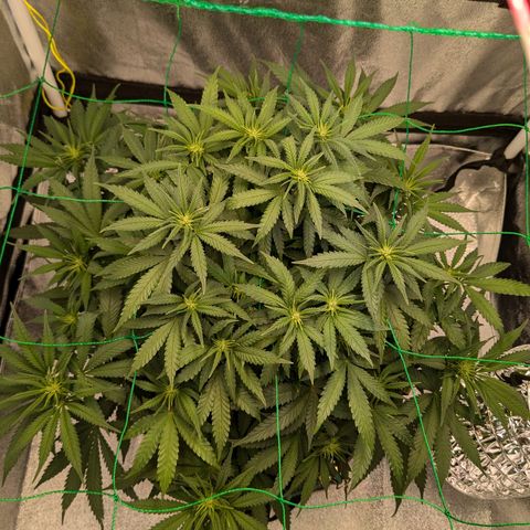 Lemon shining silver haze growlog timeline photo