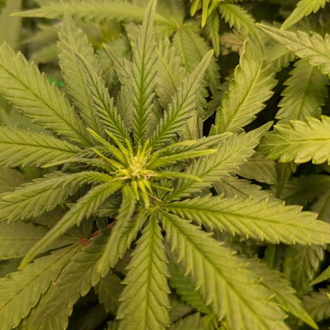 Lemon shining silver haze growlog timeline photo