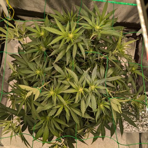 Lemon shining silver haze growlog timeline photo