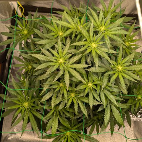 Lemon shining silver haze growlog timeline photo