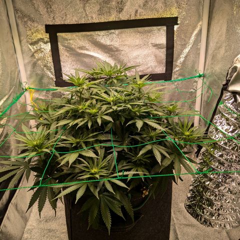 Lemon shining silver haze growlog timeline photo