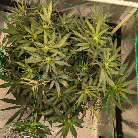 Lemon shining silver haze growlog timeline photo