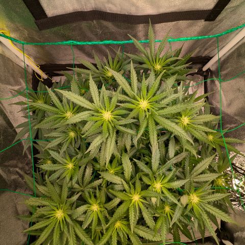 Lemon shining silver haze growlog timeline photo