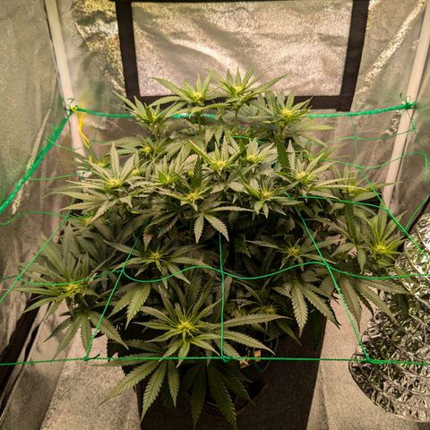 Lemon shining silver haze growlog timeline photo