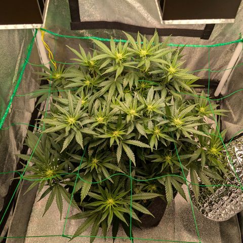Lemon shining silver haze growlog timeline photo