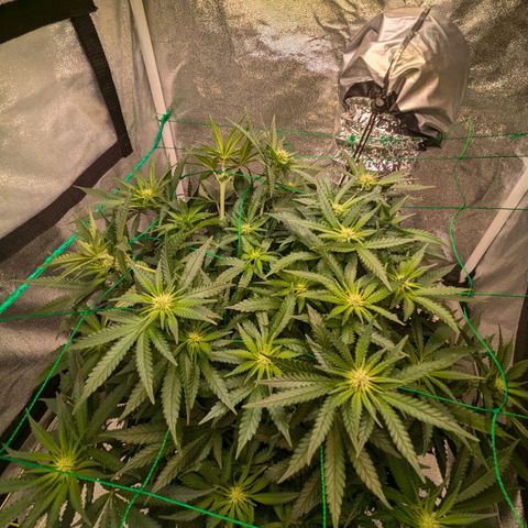 Lemon shining silver haze growlog timeline photo