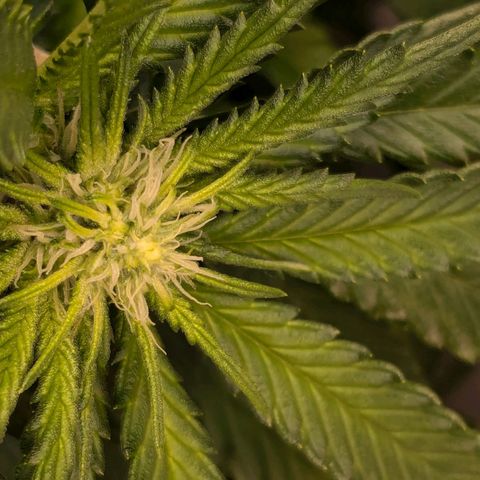 Lemon shining silver haze growlog timeline photo